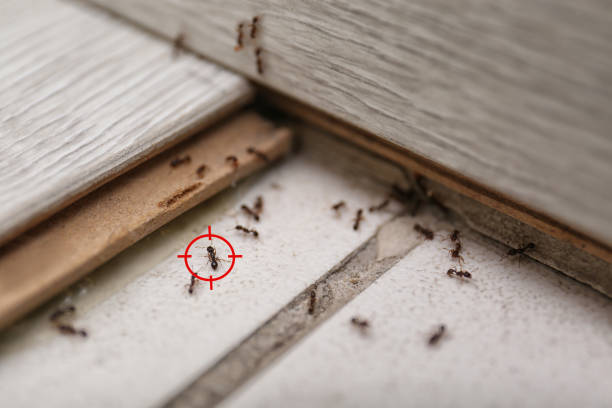 Professional Pest Control in Rupert, ID