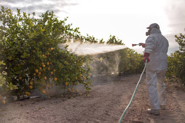 Best Termite Control Services  in Rupert, ID