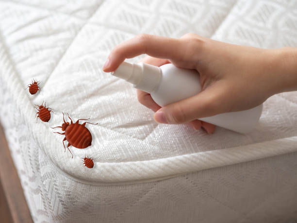Best Pest Prevention Services  in Rupert, ID